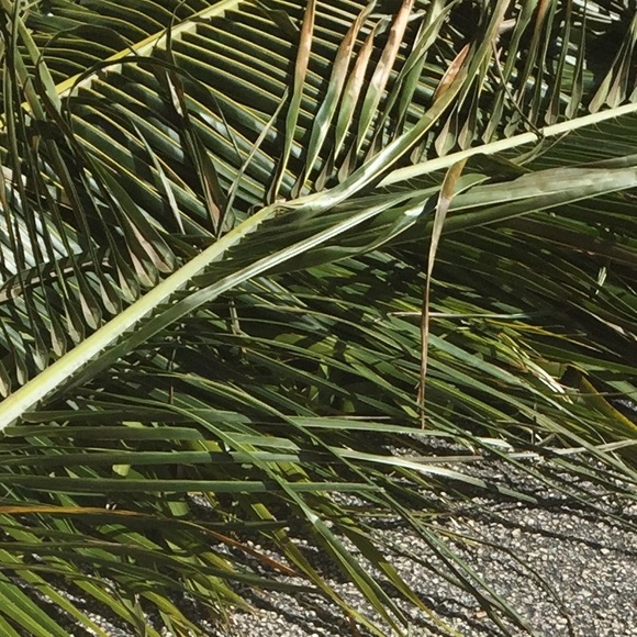 Meet your Posher, Meira - Picture 1 of 1